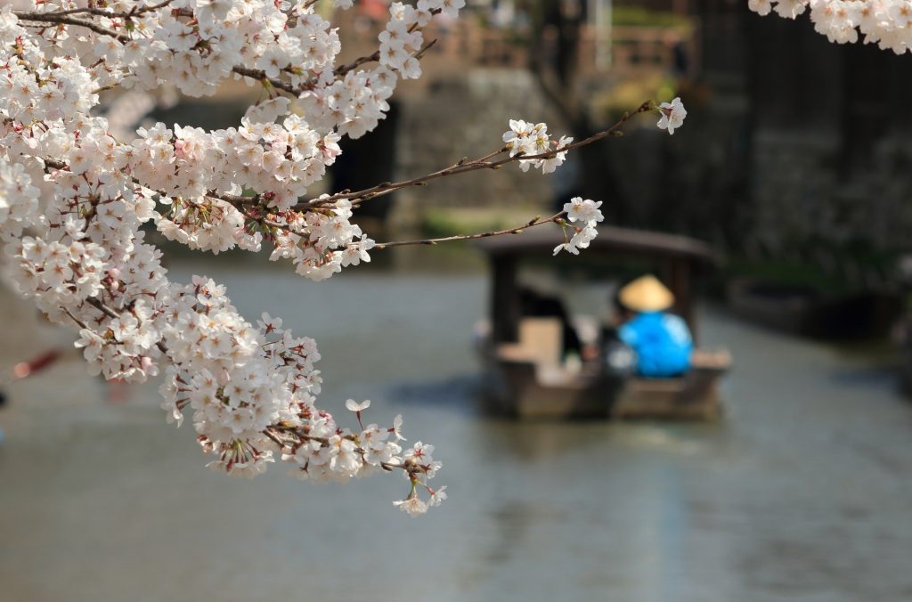 八幡堀　桜2-1024x676.jpg